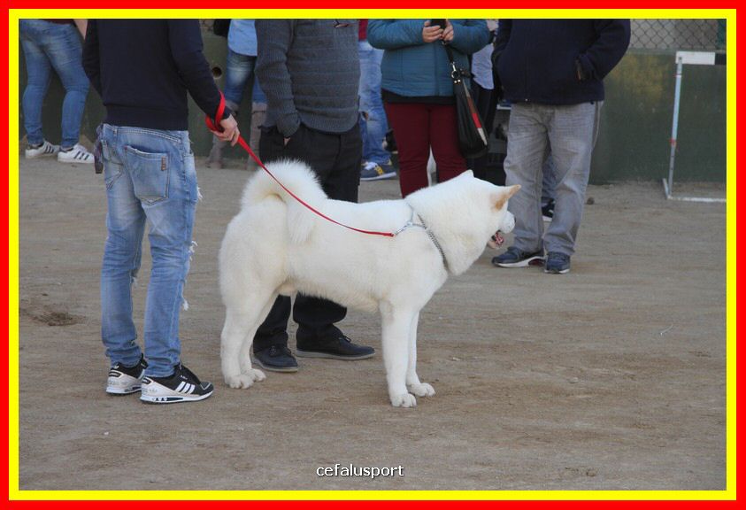180311 mostra_canina 076.jpg